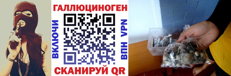где купить наркотик  Ковылкино  дарк нет телеграм  Псилоцибиновые грибы Psilocybe 